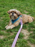 Lavender Lull Dog Leash - FH Wadsworth