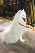 The Florence Dog Leash - FH Wadsworth
