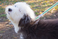The Mintha Dog Leash - FH Wadsworth